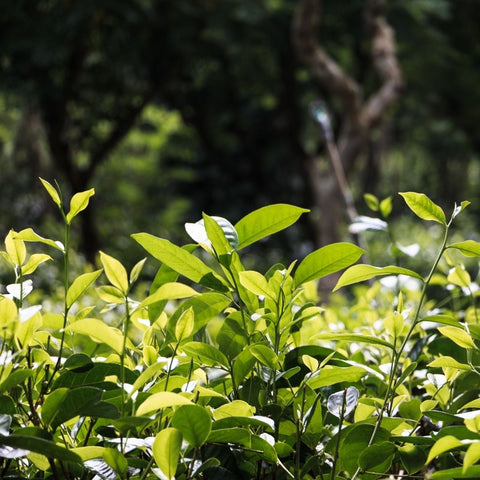 Tea of Dynasties - Ahangama