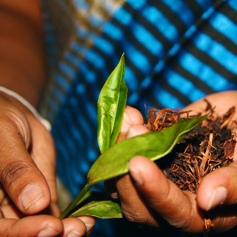 Tea of Dynasties - Ahangama