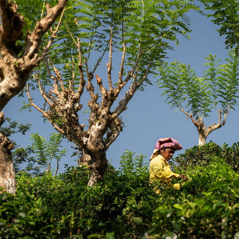 A Tea Planter’s Life