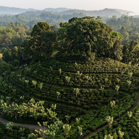 A Tea Planter’s Life