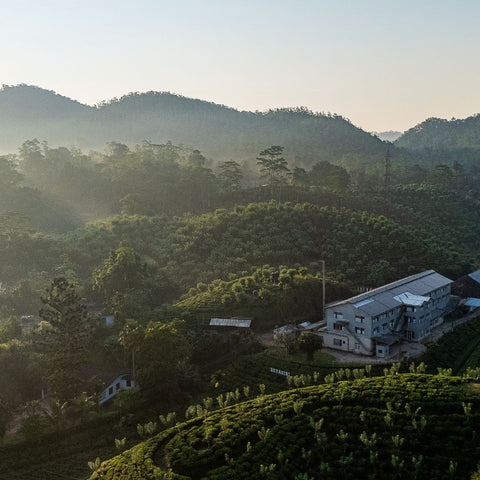 A Tea Planter’s Life