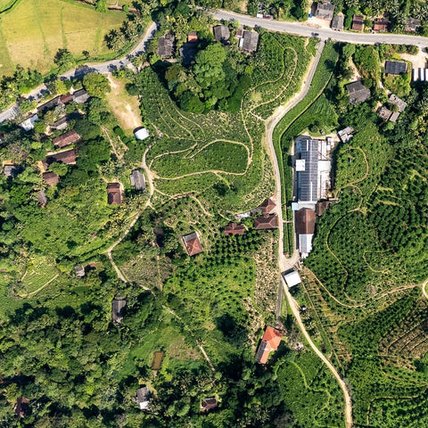 A Tea Planter’s Life