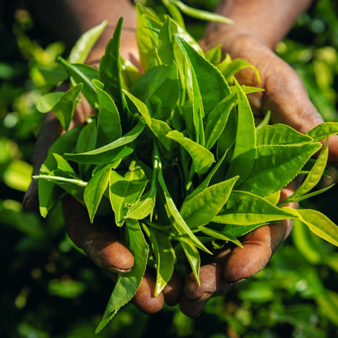 Tea on God's Mountain
