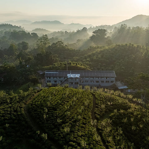 Tea on God's Mountain