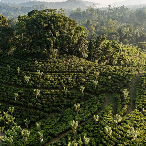 Tea on God's Mountain