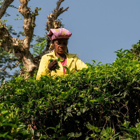 Tea on God's Mountain